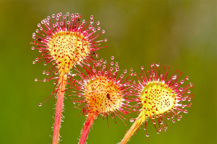 Three sundew wasp repellent plants