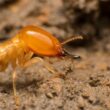 A termite making noise