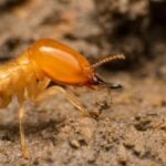 A termite making noise