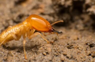 A termite making noise