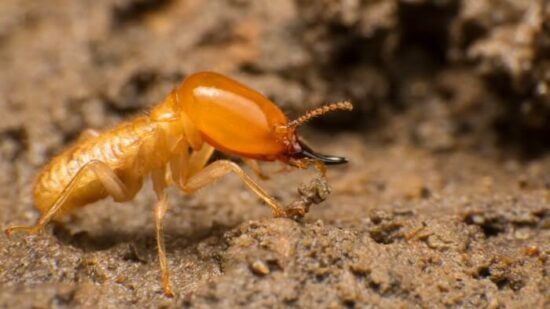 A termite making noise