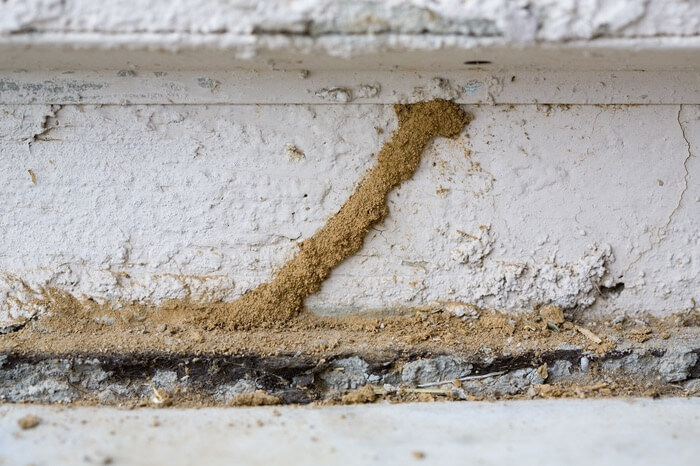 Termite mud tubes as the result of an infestation