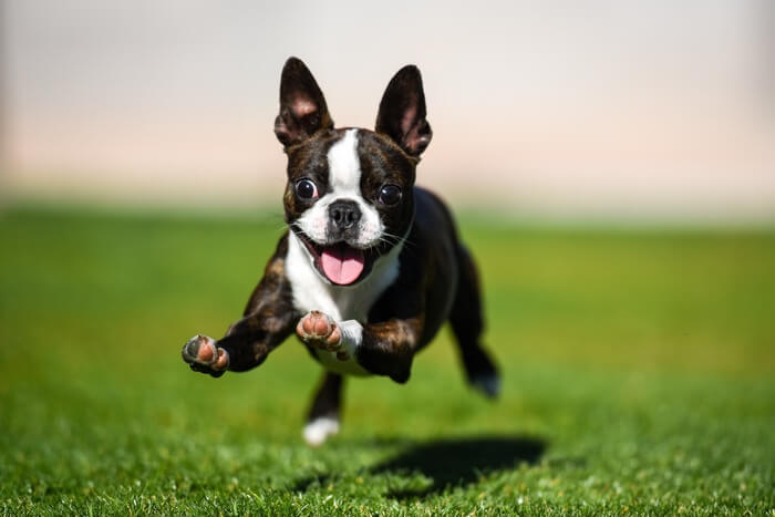 A terrier puppy trying to catch a mouse