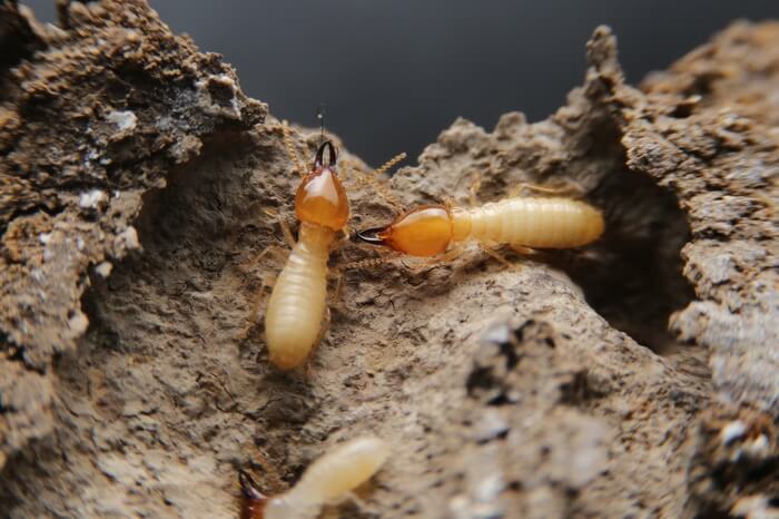 Three termites making noise