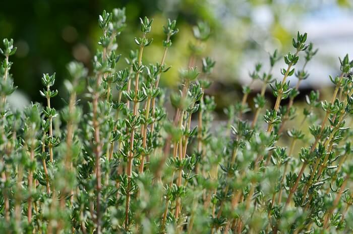 A thyme plant keeping wasps away