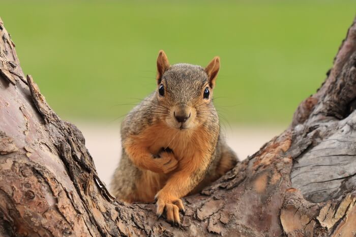 A tree squirrel after resting