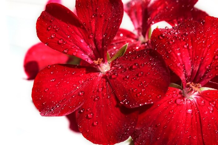 Wet red geranium plants