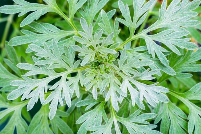 Wormwood herb plant up close