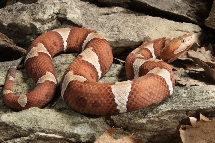 uma cobra Copperhead