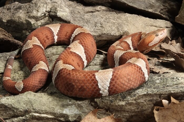 A basking copperhead snake