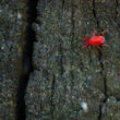 A clover mite walking on a piece of bark