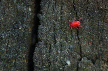 A clover mite walking on a piece of bark