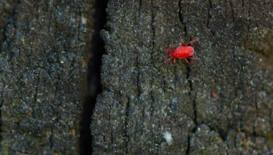 A clover mite walking on a piece of bark