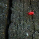 A clover mite walking on a piece of bark