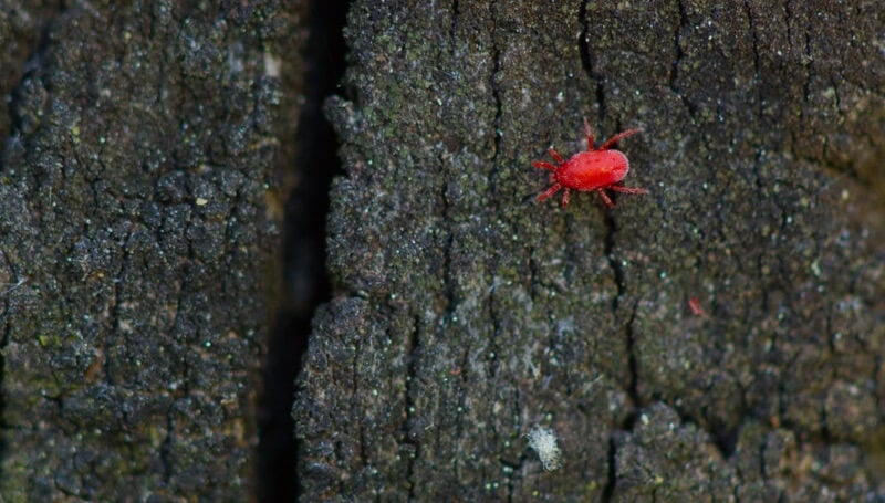 A clover mite walking on a piece of bark