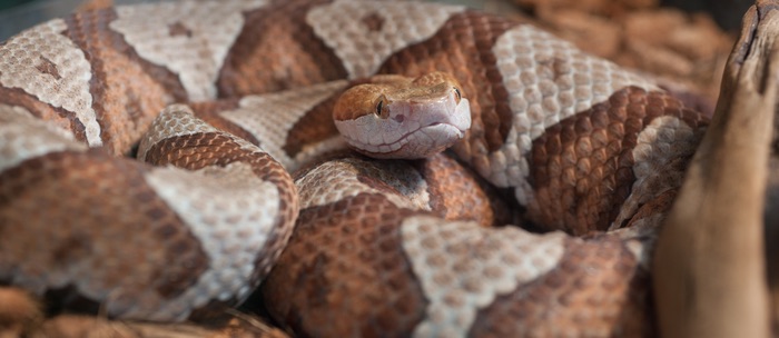 A copperhead snake looking for food