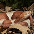 One copperhead snake in a yard