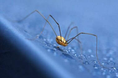 A daddy long legs inside a house