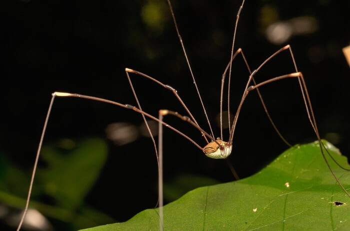 One daddy long legs standing on a leaf