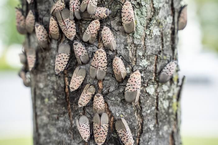 A group of spotted lanternflies causing damage to a tree