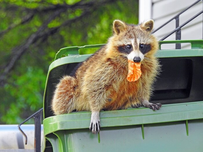 A raccoon in the trash can