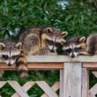 Three raccoons being kept away