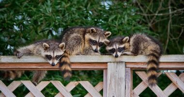 How To Keep Away Raccoons & Scents They Hate