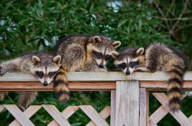 Three raccoons being kept away