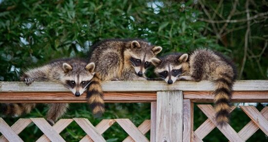 Three raccoons being kept away