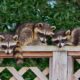 Three raccoons being kept away