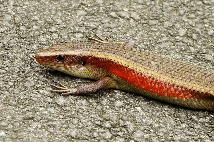 A skink basking in the driveway