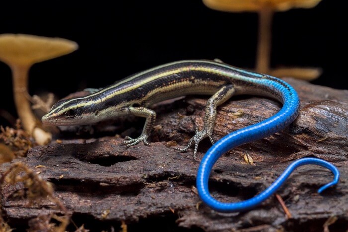 A skink crawling on a log in the yard