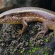 One skink near a house