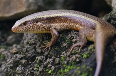 One skink near a house