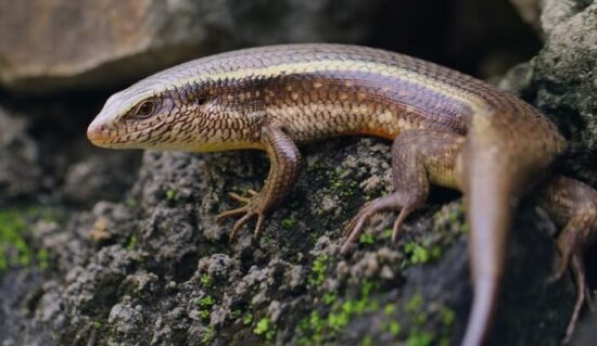 One skink near a house