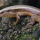 One skink near a house