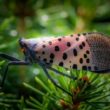 Spotted lanternfly in the grass