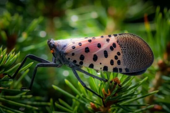 Spotted lanternfly in the grass