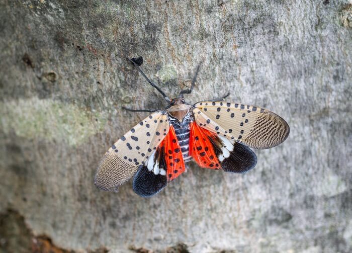 A spotted lanternfly with open wings