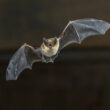 A bat looking for a way to get into a house