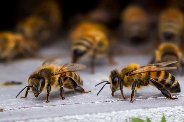 Bees being kept away by essential oils