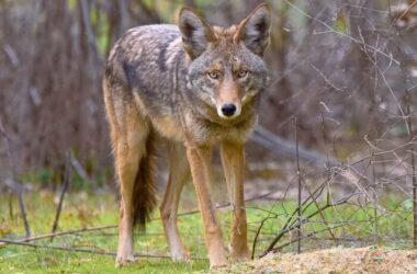 A coyote being kept away from a yard