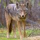 A coyote being kept away from a yard