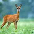 One deer being kept away by the smell of coffee grounds