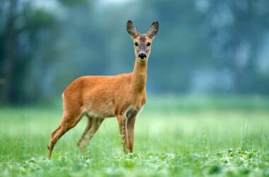 One deer being kept away by the smell of coffee grounds