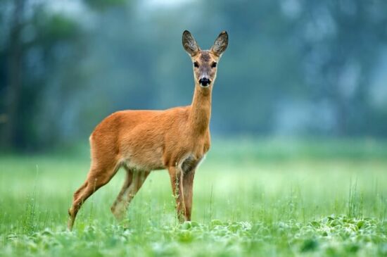 One deer being kept away by the smell of coffee grounds