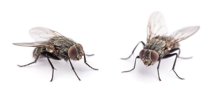 Flies being repelled by scents and smells