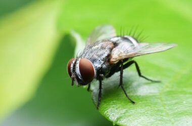 A fly avoiding scents it hates