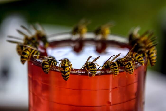 A group of wasps drinking water