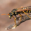 A wasp providing an example of how wasp spray works